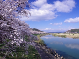 白石川公園桜並木